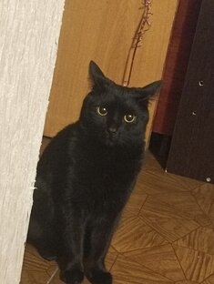 Чернышка