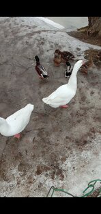 Утки и гуси