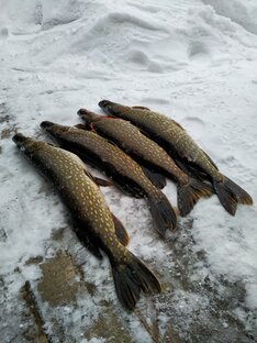 ЗИМНЯЯ РЫБАЛКА, ЩУКА, ОКУНЬ. 