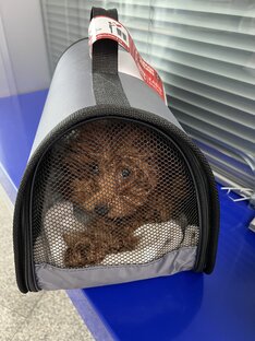 Самолеты с питомцем✈️