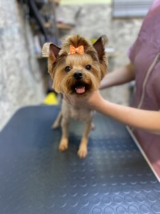 Йоркширский терьер 