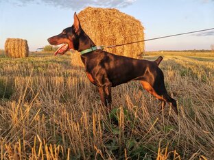 Ларалав Бастет Эйфория 