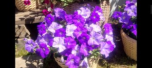 Петунии 