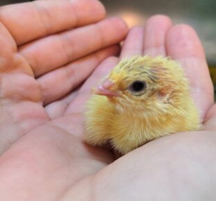 Про перепелок