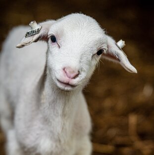 Жизнь на Ферме