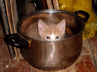 Закупка корма
