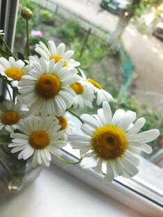 Дачные истории