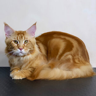 Котики 