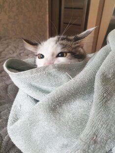 Как воспитывать кошку