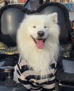 Путешествия милого самоеда🐶😁