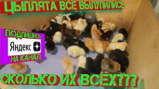 Цыплят целый дом! 