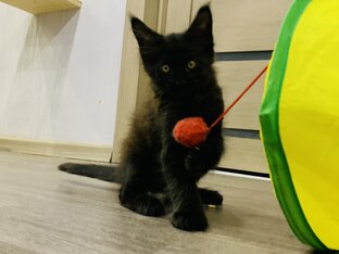 Мейнкуша Грюша