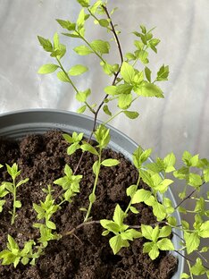 Садоводство 