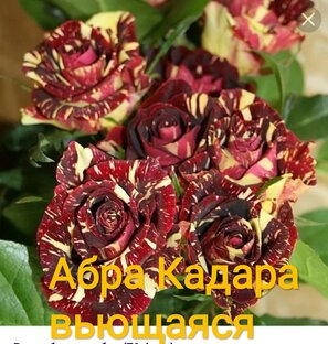 Розочки Янтарного 2023 год