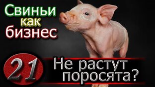 ❤️ Красная рубрика / Уроки по свиноводству