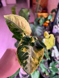 🌸🍃Домашний ботанический сад|🌺💚Редкие растения и уход