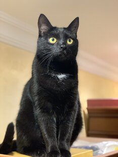 Я черный кот Ричард!