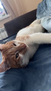 Мой негодяй