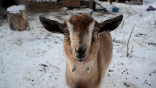 Козья галерея