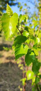 Красота нашей природы