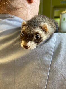 Экзотические питомцы