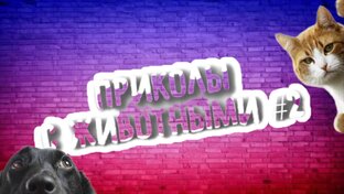 Подборка приколов с животными