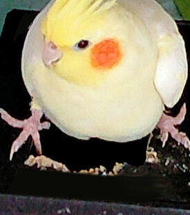 Фото и рассказы про попугаев