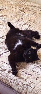 Наша котобанда