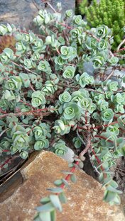 Растения для альпийской горки 