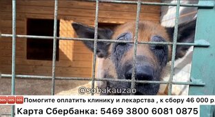 🆘🆘🆘НУЖНА ПОМОЩЬ ЖИВОТНЫМ ПРИЮТА! 