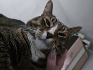 Подписывайся скорее