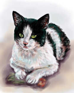 Котики