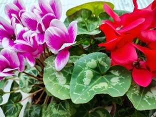 Мои растения 