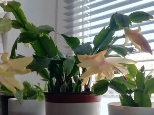 Мои комнатные цветы! 