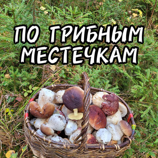 По грибным местечкам