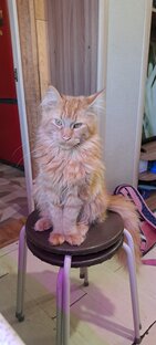 Котики ,собачки животные и т .д