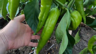 Житуха и готовка.