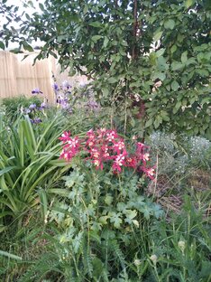 Цветочные истории