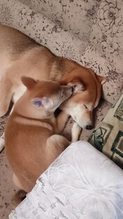 Кешины друзья🐶🦔