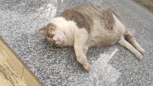 Просто широкая кость)))