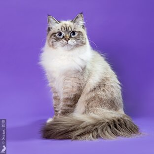 Невская маскарадная кошка