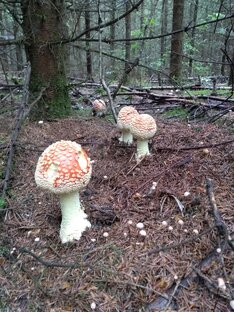 Истории из жизни