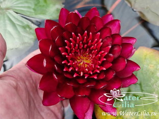 Нимфеи черные