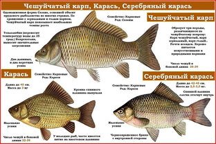 СТАТЬИ 