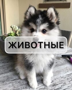 Про животных 