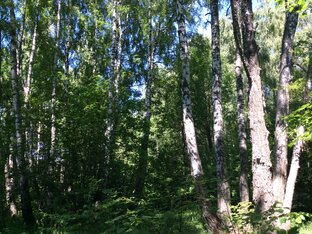 Прогулки в лес