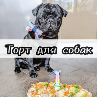 Рецепт торта для собак 