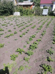 Дачный дневник