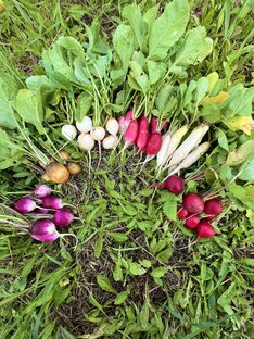 Сад и Огород