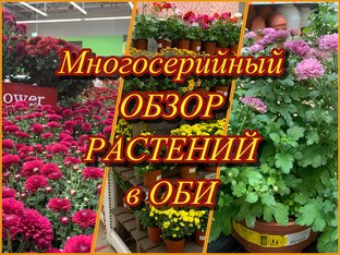 Многосерийный ОБЗОР РАСТЕНИЙ в ОБИ